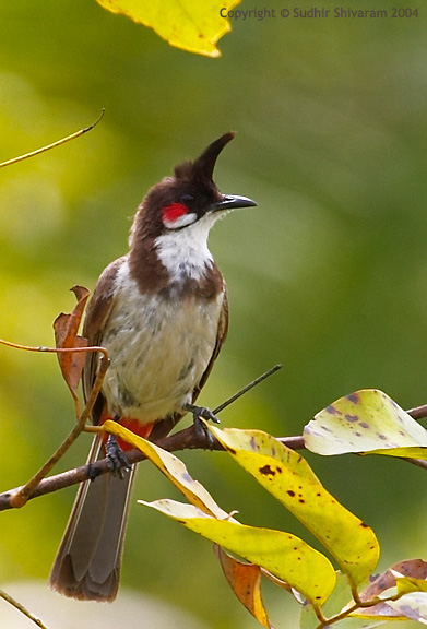 CRW_8063_red_whiskered_bulbul.jpg