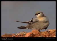 CRW_5164_Small_Pratincole.jpg