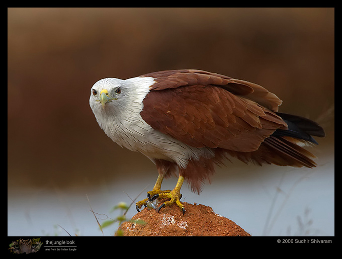 CRW_5193_Brahminy_kite.jpg