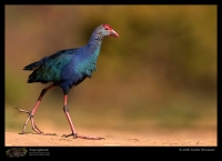 CRW_5360_Purple_Swamphen.jpg