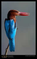 CRW_5384_White_Throated_Kingfisher.jpg