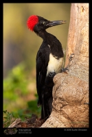 CRW_6898_White_bellied_Woodpecker.jpg