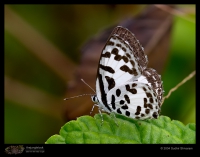 Butterfly and Moth