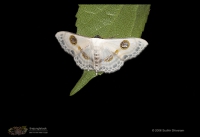 Butterfly and Moth
