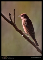 _MG_8644-Common-Rosefinch.jpg