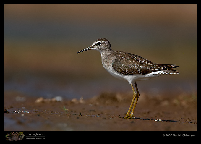 _MG_9071-Wood-Sandpiper.jpg