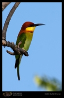 CRW_9014-Chestnut-Headed-Beeeater.jpg