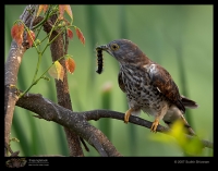 _MG_0402-Common-Hawk-Cuckoo.jpg