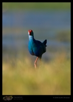 _MG_7914-Purple-Swamphen.jpg