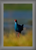 _MG_7914-Purple-Swamphen.jpg