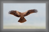 _MG_4333-Kite.jpg