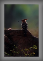 _MG_7790-Common-Hoopoe.jpg