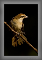 _MG_8812-Brown-Shrike.jpg