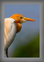 _MG_0370-Cattle-Egret.jpg