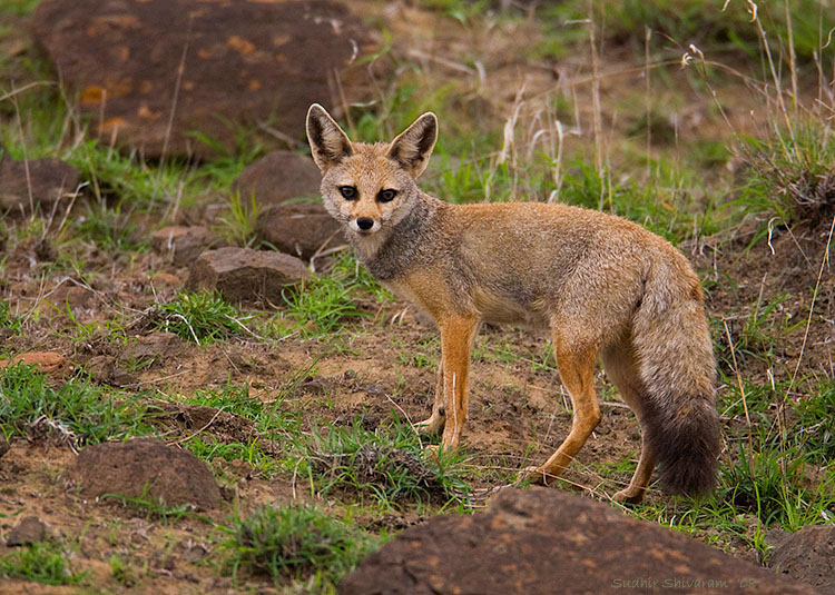 _MG_6407-IndianFox.jpg