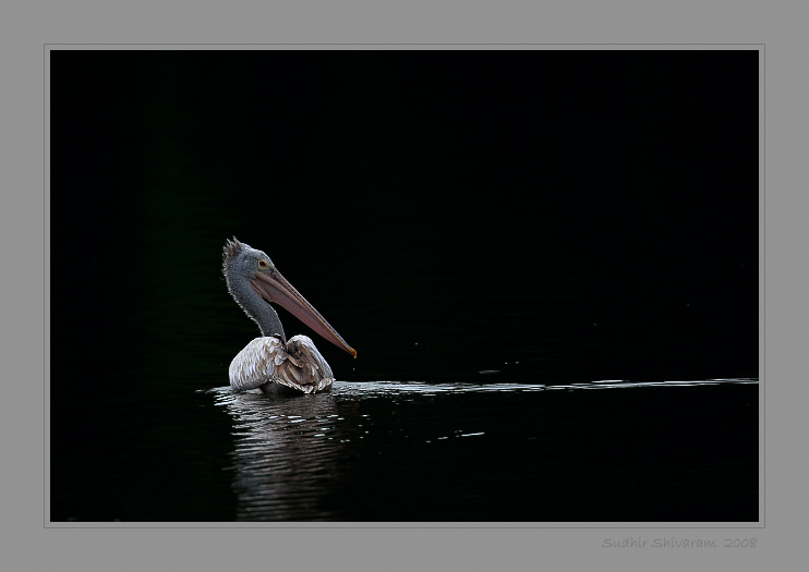 _MG_7549-Spot-Billed-Pelican.jpg