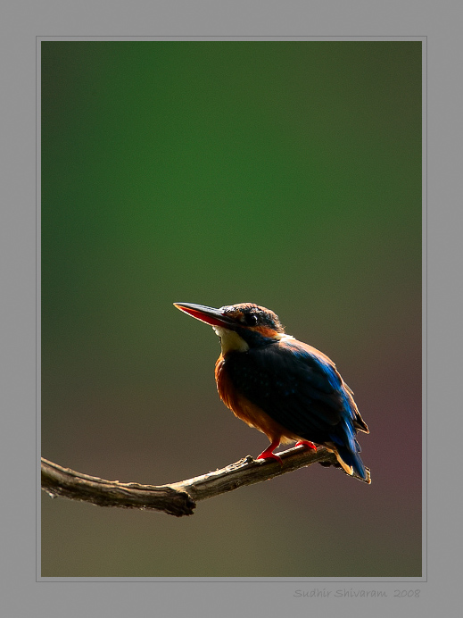 _MG_7772-Common-Kingfisher.jpg