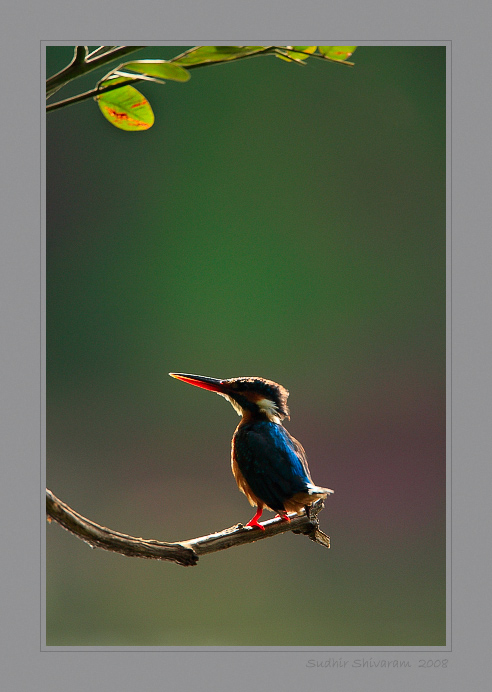 _MG_7775-Common-Kingfisher.jpg