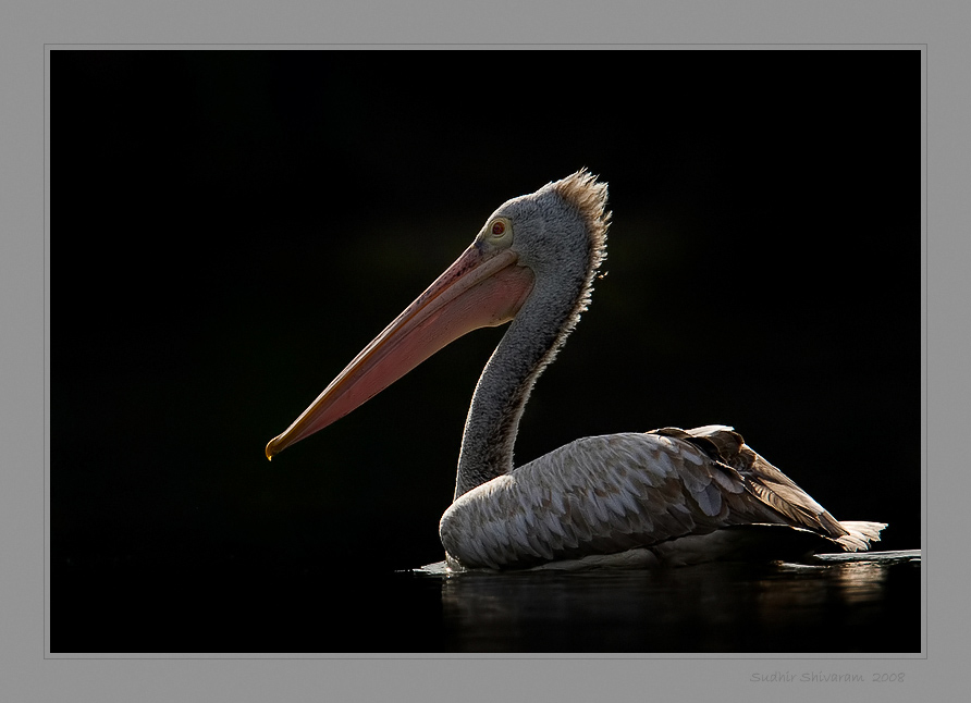 _MG_7799-Spot-Billed-Pelican.jpg