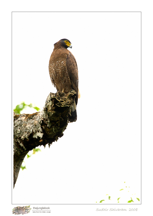 _MG_4121-Crested-Serpent-Eagle-1.jpg