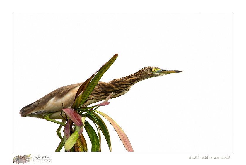 _MG_9178-Pond-Heron.jpg