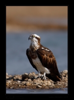 _MG_1395-Osprey.jpg
