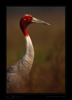 _MG_2536-Sarus-Crane.jpg