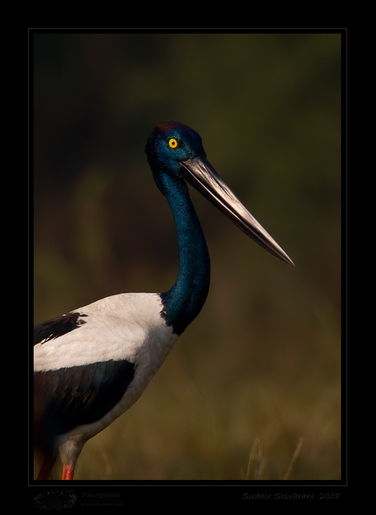_MG_3313-Black-Necked-Stork.jpg