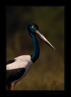 _MG_3313-Black-Necked-Stork.jpg