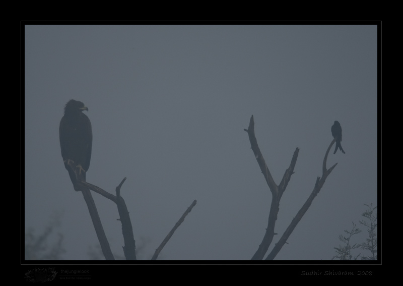 _MG_3135-Eagle-Drongo.jpg