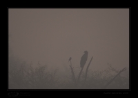 _MG_3142-Eagle-Drongo.jpg