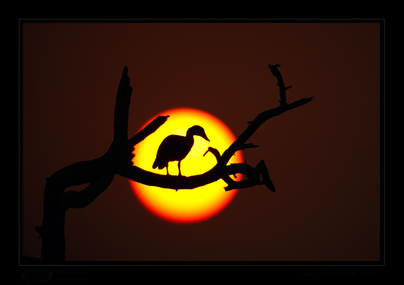 _MG_4520-Comb-Duck-Sunset.jpg