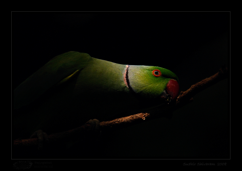 _MG_9672-Rose-Ringed-Parakeet.jpg