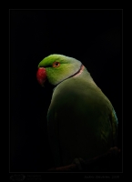 _MG_9674-Rose-Ringed-Parakeet.jpg