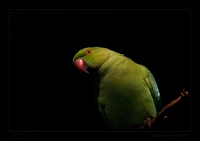 _MG_9683-Rose-Ringed-Parakeet.jpg