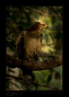 _MG_6062-Oriental-Honey-Buzzard.jpg