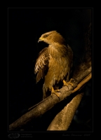 _MG_6071-Oriental-Honey-Buzzard.jpg