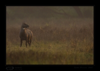 _MG_3069-Nilgai.jpg