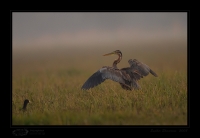 _MG_3820-Purple-Heron.jpg