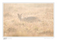 _MG_0528-Jackal.jpg