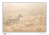 _MG_0540-Jackal.jpg