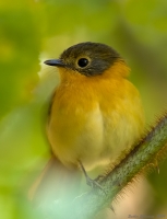 _MG_2193-Black-Orange-Flycatcher.jpg