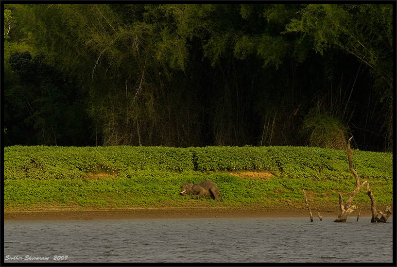 _MG_1093-Elephant-Sleeping.jpg