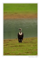 _MG_1998-White-Rumped-Vulture.jpg