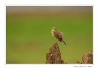 _MG_2150-Paddyfield-Pipit.jpg