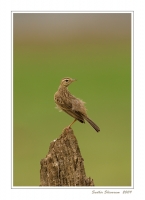 _MG_2154-Paddyfield-Pipit.jpg