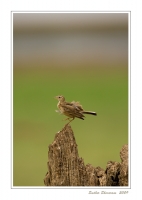 _MG_2157-Paddyfield-Pipit.jpg