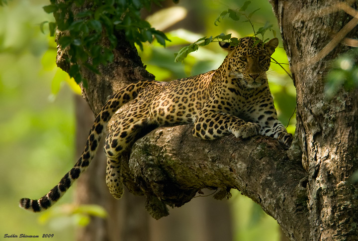 Resultado de imagem para Leopardo-indiano
