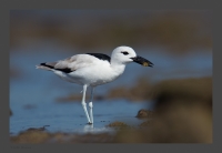 _MG_2405-Crab-Plover.jpg