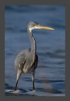 _MG_2093-Western-Reef-Egret_001.jpg